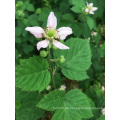 IQF Einfrieren Organic Blackberry Zl-1006